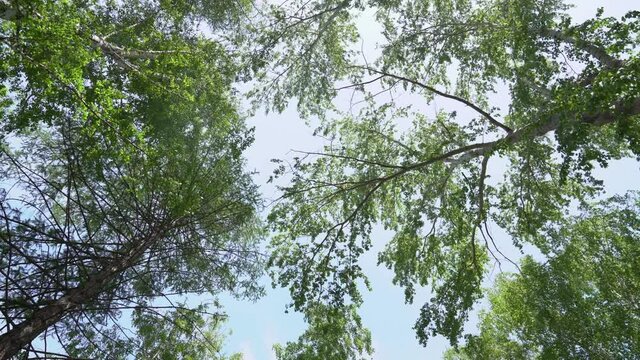 A view of a birch tree with a green crown from below. Green crowns of trees against the sky. View of the sky through the trees from below. High quality 4k footage