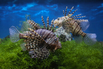 Lionfish (dendrochirus zebra), fish in an aquarium, blurred background
