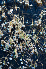 ice on grass in water