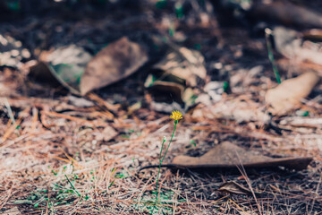 Nature beauty background. Copy space vintage blur effect dark light blue brown gray color. Close up Dry leaves grass spruce pine needle fall on ground surface forest flora. Simple autumn day romance