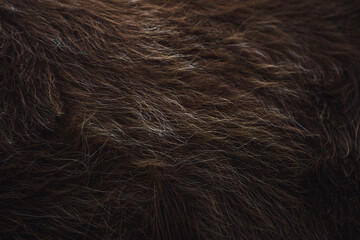close up cow fur