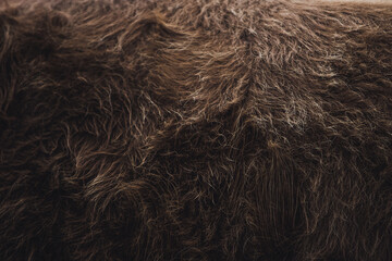 close up on cow fur