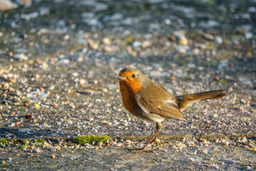 close up of a robin redbreast (Erithacus rubecula) taking food from patio stones