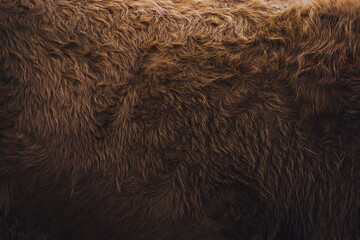 cow fur closeup