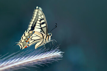 Macro shots, Beautiful nature scene. Closeup beautiful butterfly sitting on the flower in a summer garden.