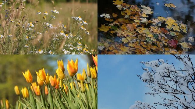 Seasons - collage with the image of nature at different times of the year. A beautiful collage - autumn, winter, spring, summer - four seasons.
