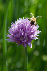 Bee and chive flower