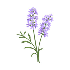 Hand drawn vector illustration of  violet lavender flowers