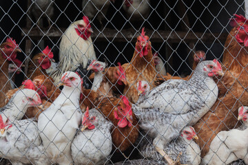 Chickens in the chicken coop behind the cage.