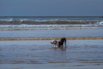 2022-01-19 A BLACK AND WHITE PITBULL BOWING DOWN IN THE OCEAN AT THE OCEAN BEACH DOG PARK IN SAN DIEGO CALIFORNIA
