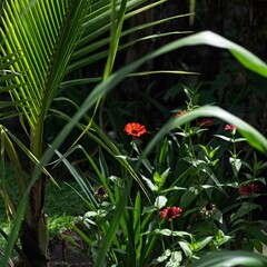 Orange flower framed by palms and tropical foliage with dramatic lighting.