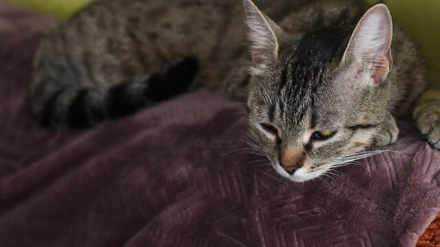 a sleeping cat opens and closes its eyes.
