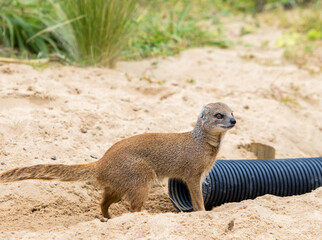 A Yellow Mongoose playing near a black plastic pipe against a natural background