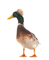 Crested duck breed