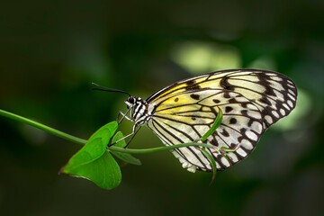 Macro shots, Beautiful nature scene. Closeup beautiful butterfly sitting on the flower in a summer garden.