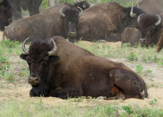 Northwest Territories American Bison Bull © Arc