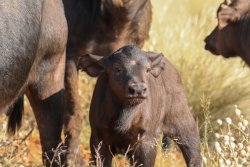 Cape Buffalo Calf, South Africa