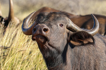 Cape Buffalo, South Africa
