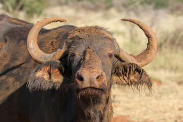 Cape Buffalo, South Africa