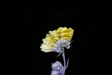 Orange chrysanthemum isolated on black background with space for text. Pressed flower for epoxy.
