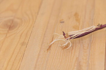A rooted cutting of sweet potato plant - wooden background