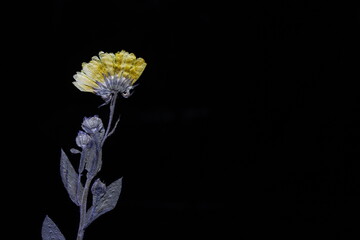 Orange chrysanthemum isolated on black background. Dry chrysanthemum flower with space for text....