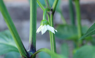 Naklejka premium White snowdrop aubergine flower wallpaper background