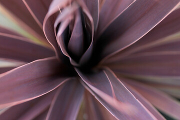 Cordyline australis Red Star - Purple Torbay Palm wallpaper background