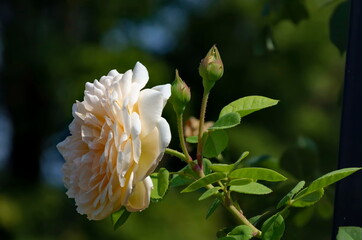A view of a white rose bush in bloom, Sofia, Bulgaria  