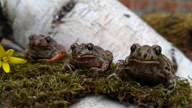Three ground toads are sitting on the moss in the garden. Amphibian toads and frogs in the wild. Wild toads in spring.