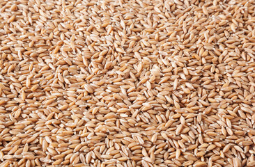 Uncooked spelt grains background