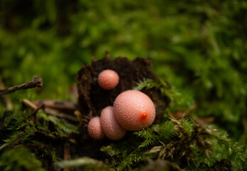 Strange mushroom in the forest, Curiosities,  forest breast 