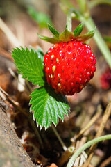 Close-up of growing red ripe wild strawberry (Fragaria vesca) on stem in forrest. Detail of fresh fruit with green leaves. Organic farming, healthy food, BIO viands, back to nature concept.