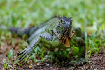 Green Iguana (Iguana iguana) trying to steal food and banana in northwest Costa Rica, Central America.
