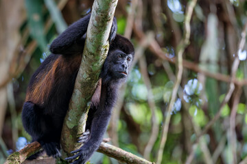 Howler monkey (genus Alouatta) hanging around in the rainforest in Costa Rica seen from a treehouse