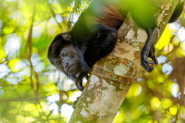 Howler monkey (genus Alouatta) hanging around in the rainforest in Costa Rica seen from a treehouse
