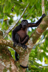 Howler monkey (genus Alouatta) hanging around in the rainforest in Costa Rica seen from a treehouse