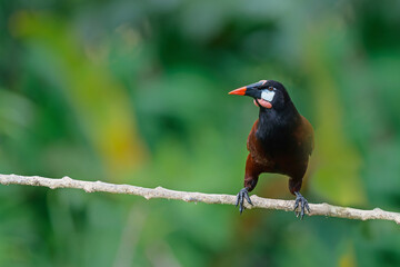 Montezuma Oropendola (Psarocolius montezuma) sitting in the rainforest in the northwest of Costa Rica