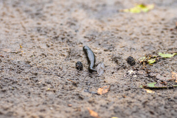 black leech on the river bank