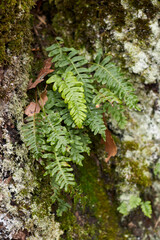 Polypodium vulgare