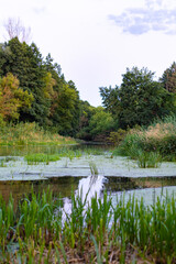 Fototapeta premium beautiful river bank in the forest in summer