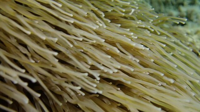 Anemona, ortiga de mar, anemonia sulcata, mediterraneo, relajante.