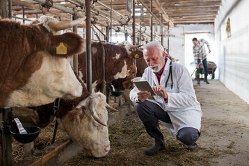 Veterinarian with tablet squatting beside cow in stable