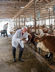 Veterinarian with tablet standing beside cow in stable