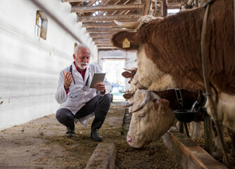 Veterinarian with tablet squatting beside cow in stable