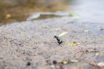 black leech on the river bank