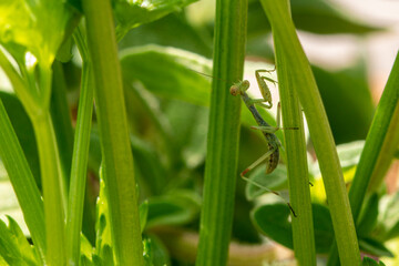 Baby mantis