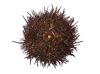sea urchin in studio