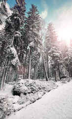 Beautiful winter forest landscape, color toning applied.