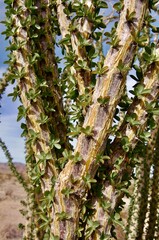new growth leaves on tree